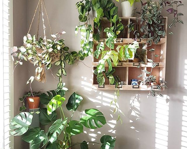 My Favourite Plantshelfies on Instagram